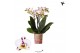 Phalaenopsis coco 4 Kolibri Orchids Phalaenopsis Diamond Sint Maarten  