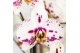 Phalaenopsis coco 4 Kolibri Orchids Phalaenopsis Diamond Sint Maarten  