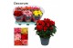 Begonia elatior mix  karprijs decorum 