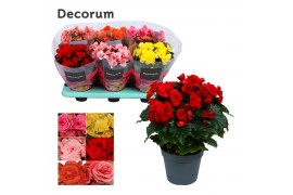 Begonia elatior mix  karprijs decorum