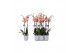 Phalaenopsis caribbean dream 2 tak - 18+ grijs keramiek 