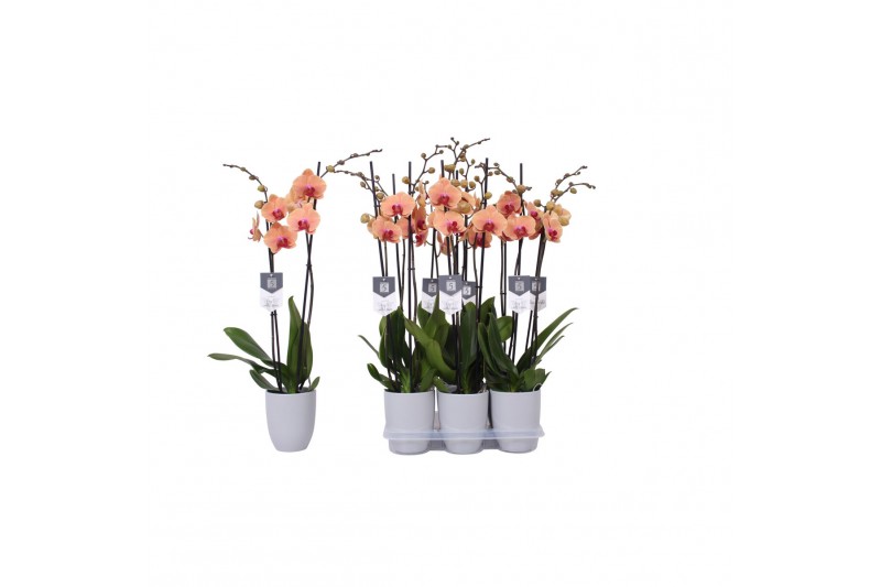 Phalaenopsis caribbean dream 2 tak - 18+ grijs keramiek 