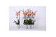 Phalaenopsis caribbean dream 2 tak - 18+ grijs keramiek 