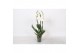 Phalaenopsis anthura madrid 3 tak - 22+ bloemen 