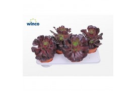 Aeonium Aeonium Ab. Velours