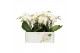 Phalaenopsis wit Big 50 3 spike 25 bl. 3 tak/plnt 