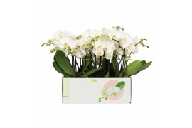Phalaenopsis wit Big 50 3 spike 25 bl. 3 tak/plnt