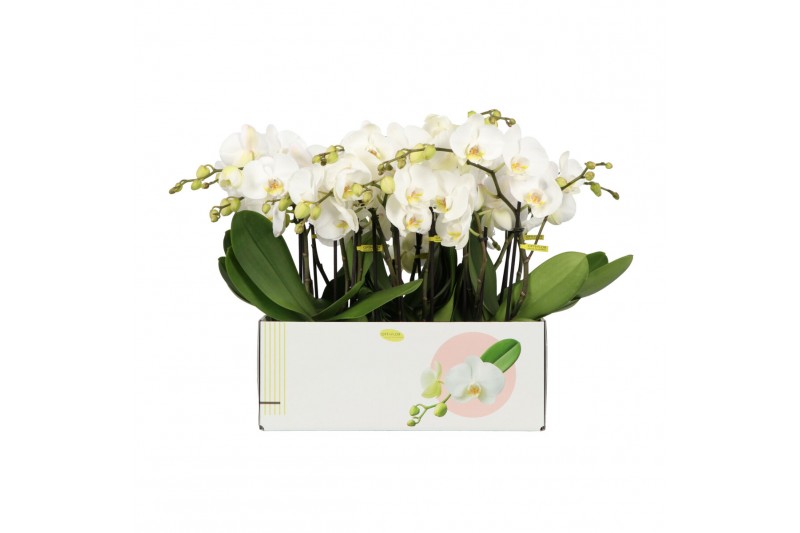 Phalaenopsis wit Big 50 3 spike 25 bl. 3 tak/plnt 