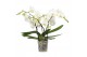 Phalaenopsis wit Big 50 3 spike 25 bl. 3 tak/plnt 