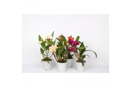 Cattleya 1 tak kleinbloemig mix