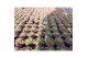 Sempervivum herta red 