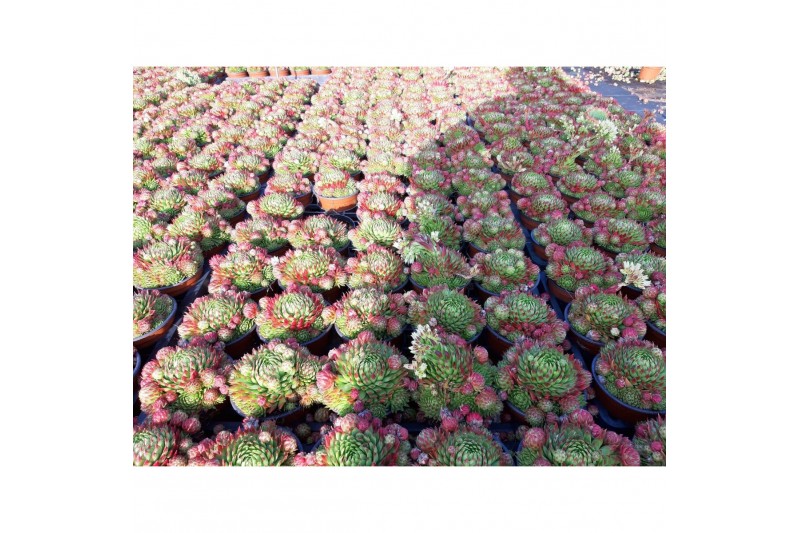 Sempervivum herta red 