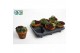 Sempervivum arrangementen In stenen terracotta 