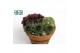 Sempervivum arrangementen In stenen terracotta 