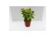 Euonymus japonicus mix 