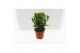 Euonymus japonicus mix 