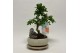 Bonsai Carmona S-shape Bonsai Landscape 16 cm + Schotel 