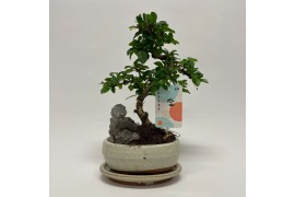 Bonsai Carmona S-shape Bonsai Landscape 16 cm + Schotel