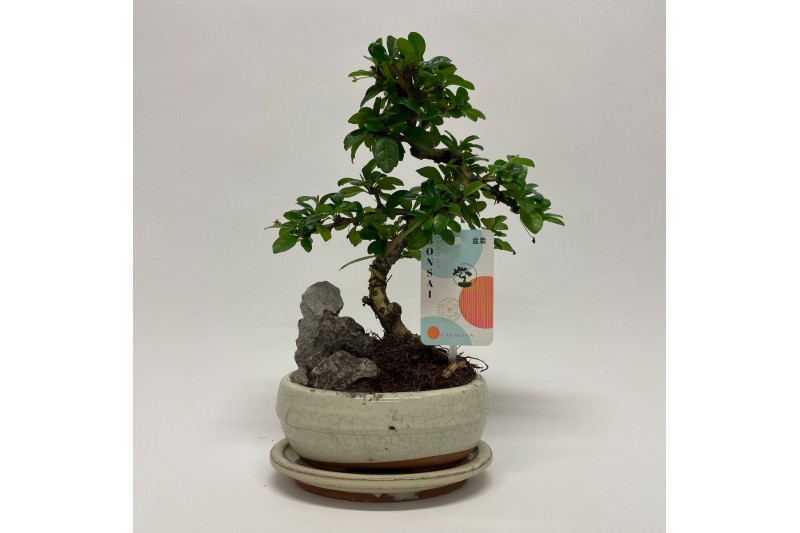 Bonsai Carmona S-shape Bonsai Landscape 16 cm + Schotel Bonsai Carmona S-shape Bonsai Landscape 16 cm + Schotel