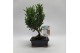 Bonsai Juniperus Bonsai Traditional 15 cm 