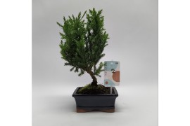 Bonsai Juniperus Bonsai Traditional 15 cm