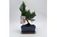 Bonsai Juniperus Bonsai Traditional 15 cm 