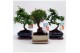 Bonsai mix Traditional 