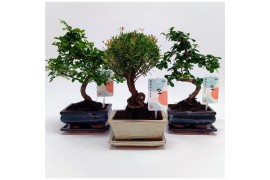 Bonsai mix Traditional