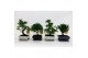Bonsai mix Traditional 