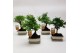 Bonsai mix Traditional 