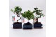 Bonsai mix Traditional 