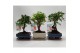 Bonsai mix Ball Traditional 