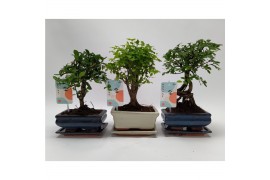 Bonsai mix Ball Traditional