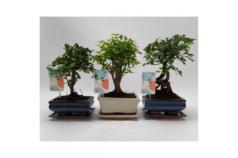 Bonsai mix Ball Traditional 