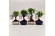 Bonsai mix Ball Traditional 