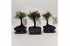Bonsai mix Ball Traditional 
