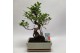 Bonsai Ficus Retusa Traditional 