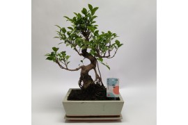 Bonsai Ficus Retusa Traditional