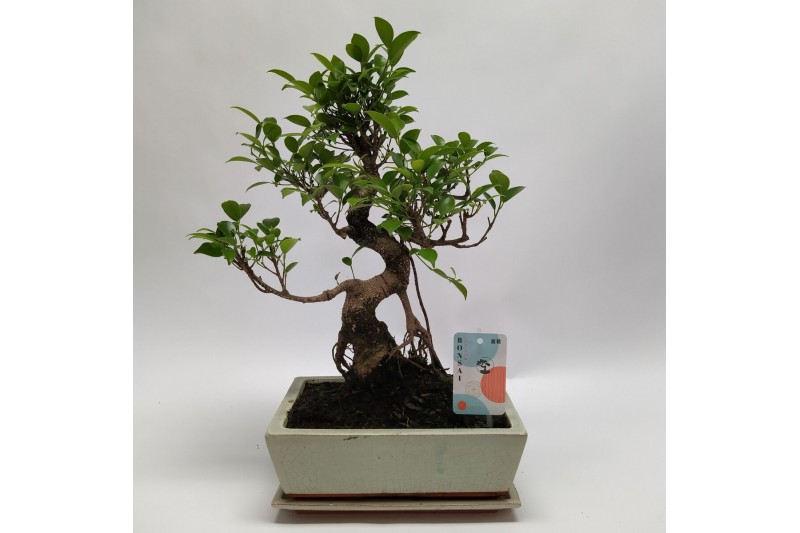 Bonsai Ficus Retusa Traditional 