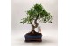 Bonsai Ficus Retusa Traditional 