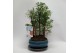 Metasequoia forest 16cm + schotel 