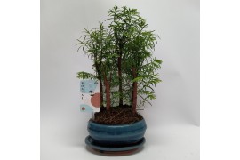 Metasequoia forest 16cm + schotel