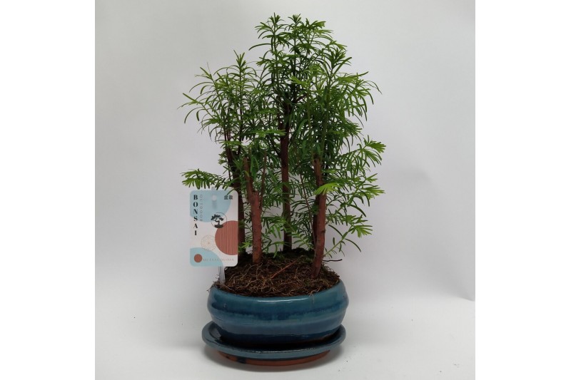 Metasequoia forest 16cm + schotel 