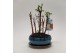Metasequoia forest 16cm + schotel 
