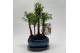 Metasequoia forest 16cm + schotel 
