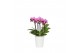 Phalaenopsis multiflora roze 3-5 tak in zoe keramiek,3 tak/plnt,30 bl. 