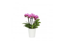 Phalaenopsis multiflora roze 3-5 tak in zoe keramiek,3 tak/plnt,30 bl.