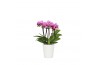 Phalaenopsis multiflora roze 3-5 tak in zoe keramiek,3 tak/plnt,30 bl.