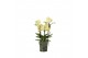 Phalaenopsis multiflora geel Flora P12 Yellow 3-5 spike 30 bl. 3 tak/p 