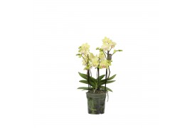 Phalaenopsis multiflora geel Flora P12 Yellow 3-5 spike 30 bl. 3 tak/p
